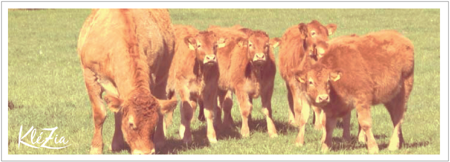 lait-bandeau-du-haut